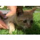 Baby  - Katze