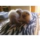 Baby Katzen, Britisch Langhaar - Katze
