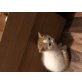 Baby Katzen - Kater