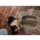 Baby Katzen - Kater