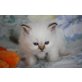 Baby-Kitten, Heilige Birma - Kater