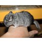 Baby, Kurzschwanzchinchilla