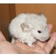 Baby, Kurzschwanzchinchilla - männlich