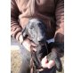 Baby, Labrador - Hündin