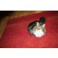Baby, Maine Coon - Kater