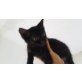 Baby, Mia, Mimi und Leo, NOCH KURZ nach NÖ Baby-Katzen u Katzen! - Katze