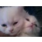 Baby, Perser,Angora - Katze