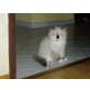 Baby, Perser Colourpoint - Katze