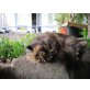 Baby, Perser Schildpatt - Katze