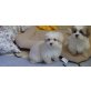 Baby, Shih-Tzu/Malteser Welpen - Hündin