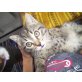 Baby Sina - Katze