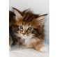 Baby + Sporty Spice, Maine Coon - Katze