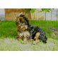 Baby-Sue, Kräftiges Yorkshire Terrier Mädchen Welpen - Hündin