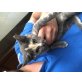 Baby katze  - Katze