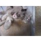 Baby´s, Perser Colourpoint - Kater