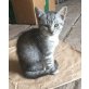 Babyhauskatze - Katze