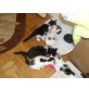 Babyhauskatzen 8 wochen alt - Kater