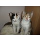 Babykätzchen 8 wochen alt  - Kater