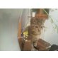 Babykätzchen - Katze