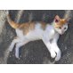 Babykätzchen 'Kito' - schmusig, für Kinder ge - Kater