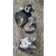 Babykätzchen abzugeben  - Kater