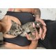Babykater - Kater