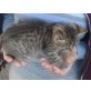Babykater - Kater
