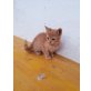 Babykaterchen - Kater
