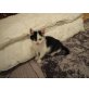 Babykatze - Kater