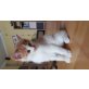 Babykatze - Kater