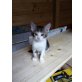 Babykatze abzugeben - Kater