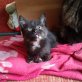 Babykatze abzugeben - Katze