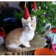 Babykatze sucht noch neues Zuhause  - Kater