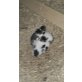 Babykatzen 3-färbig - Kater