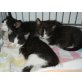 Babykatzen, Europäisch Kurzhaar - Kater