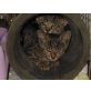 Babykatzen, Europäische Kurzhaarkatze - Kater