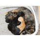 Babykatzen - Kater