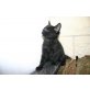 Babykatzen - Kater