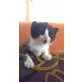 Babykatzen - Kater