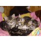 Babykatzen - Kater