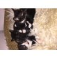Babykatzen - Kater