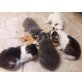 Babykatzen - Kater