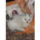 Babykatzen - Kater
