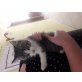 Babykatzen - Kater
