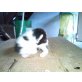 Babykatzen - Katze