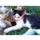Babykatzen - Katze