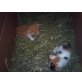 Babykatzen - Katze