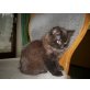 Babykatzen - Katze