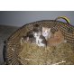 Babykatzen - Katze