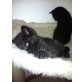 Babykatzen - Katze